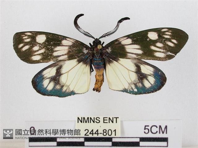 蓬萊茶斑蛾藏品圖，第1張