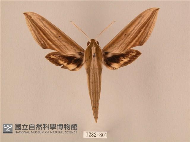 棕綠背線天蛾藏品圖，第1張