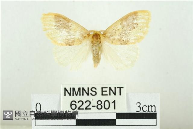 寬紋黃毒蛾藏品圖，第1張