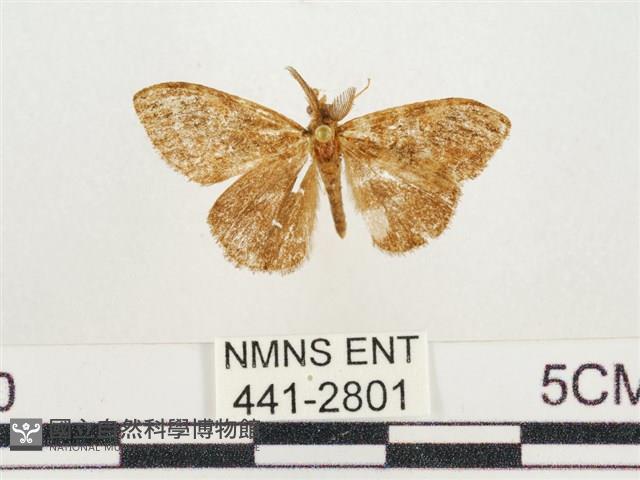小白紋毒蛾藏品圖，第1張