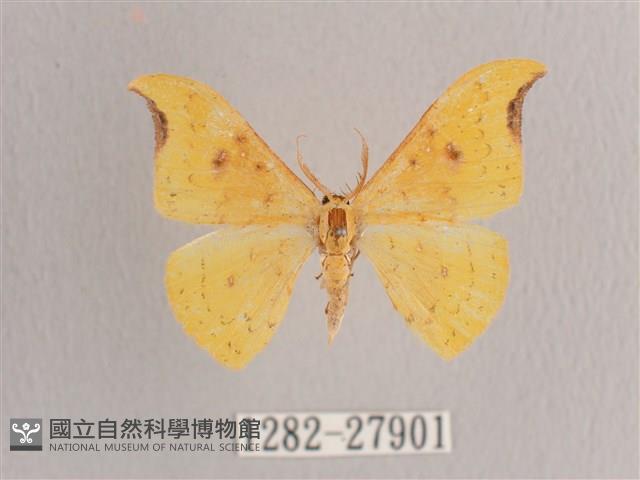 彎黑黃鉤蛾藏品圖，第1張