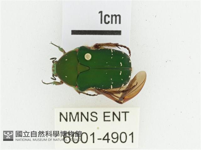 艷邊花金龜藏品圖，第1張