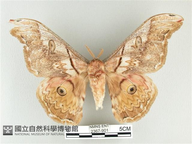 大綠目天蠶蛾藏品圖，第1張