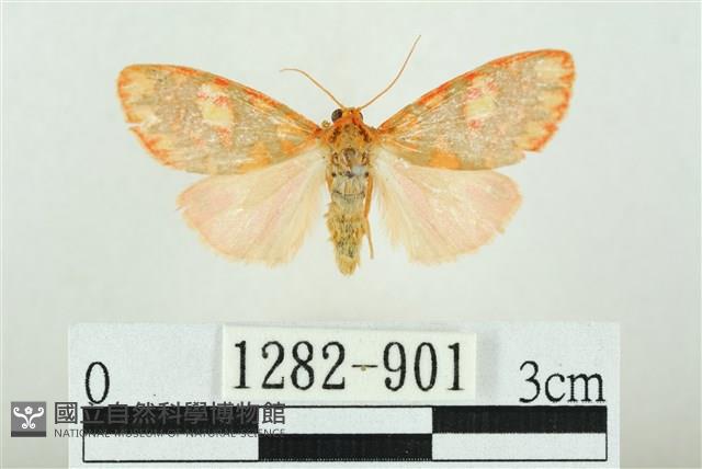 三色豔苔蛾藏品圖，第1張