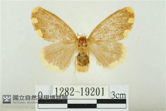 黑翅黃毒蛾藏品圖，第1張