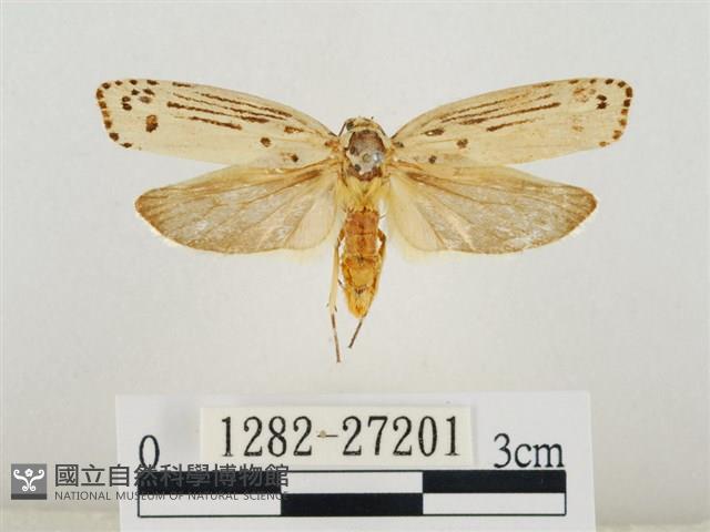 線紋篩蛾藏品圖，第1張