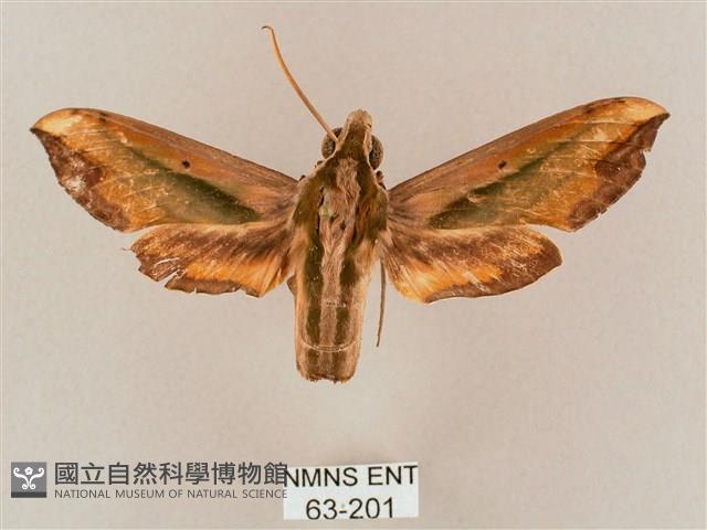 斜綠天蛾藏品圖，第1張