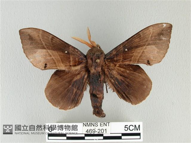 松大毛蟲藏品圖，第1張