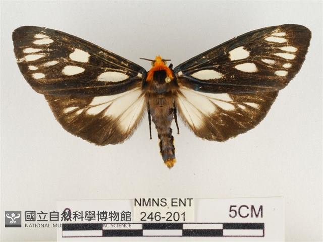 巨網燈蛾藏品圖，第1張