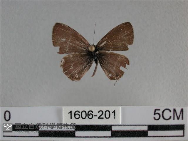 波灰蝶藏品圖，第1張