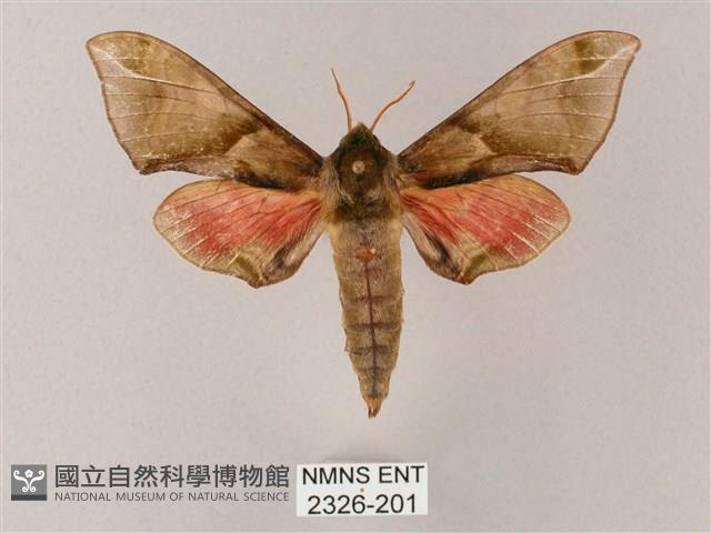 榆綠天蛾藏品圖，第1張