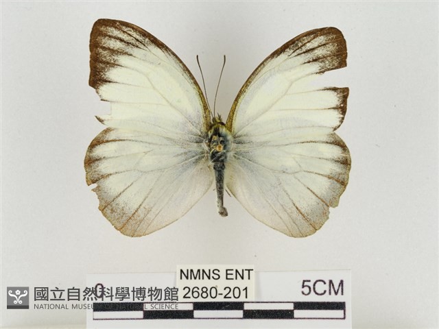 淡褐脈粉蝶藏品圖，第1張