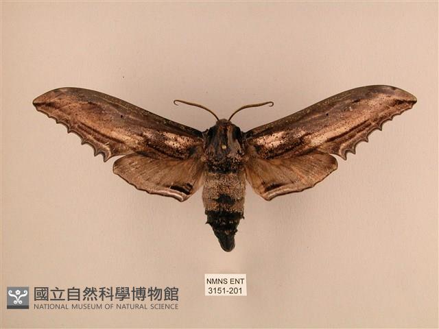 臺灣鋸翅天蛾藏品圖，第1張