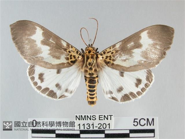 扭擬燈蛾藏品圖，第1張