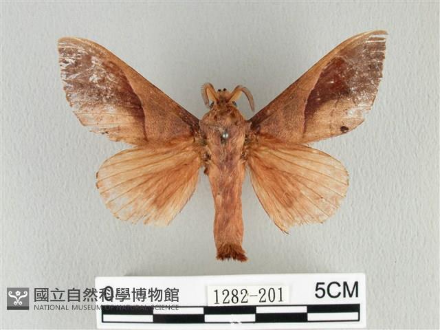 大褐斑枯葉蛾藏品圖，第1張