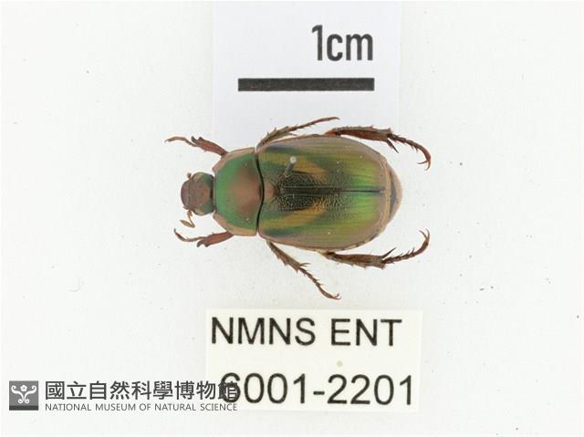 馬場青銅金龜藏品圖，第1張