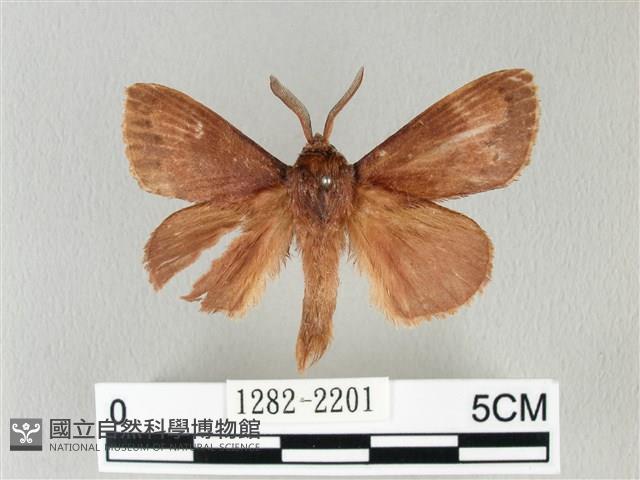 馬尾松枯葉蛾藏品圖，第1張