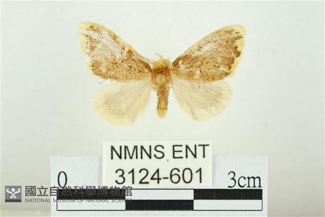 黑翅黃毒蛾藏品圖，第1張