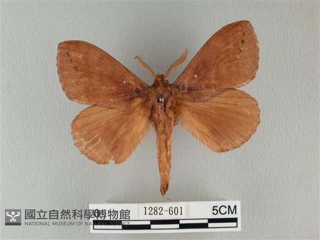 波紋枯葉蛾藏品圖，第1張