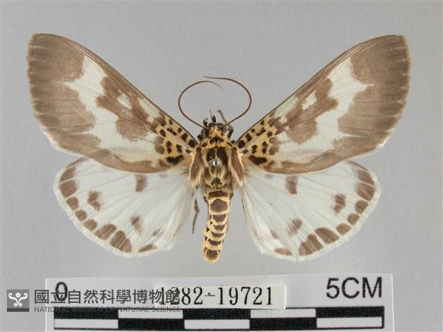 扭擬燈蛾藏品圖，第1張