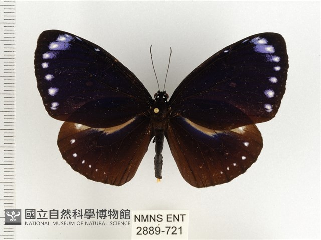 小紫斑蝶藏品圖，第1張