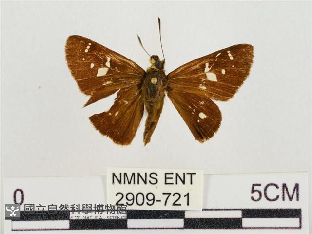 碎紋孔弄蝶藏品圖，第1張