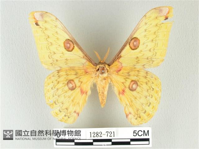 黃豹天蠶蛾藏品圖，第1張