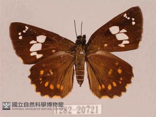 埔里星弄蝶藏品圖，第1張