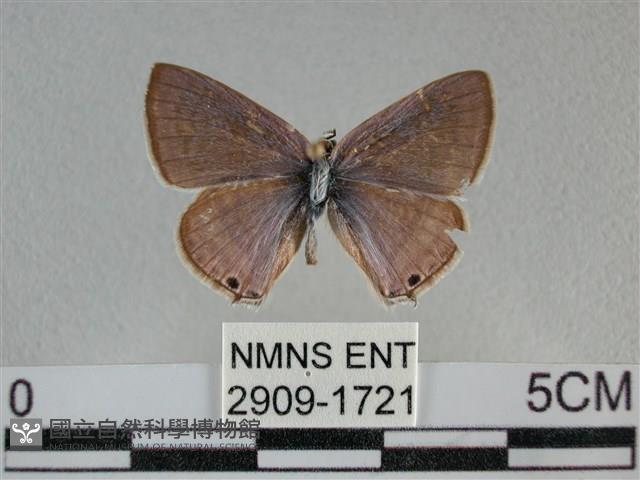 豆波灰蝶藏品圖，第1張