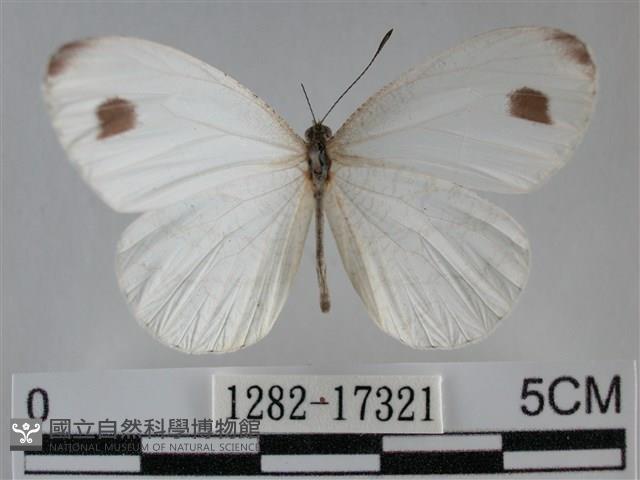 纖粉蝶、黑點粉蝶藏品圖，第1張