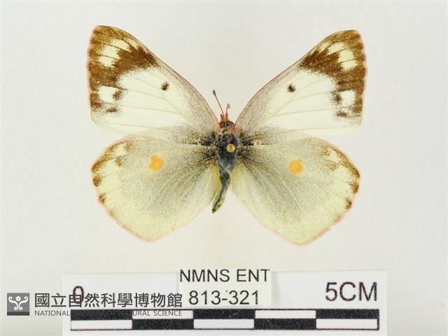 紋黃粉蝶藏品圖，第1張