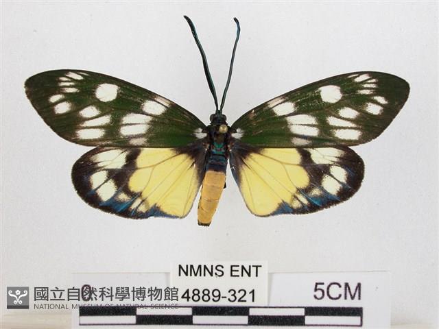 蓬萊茶斑蛾藏品圖，第1張