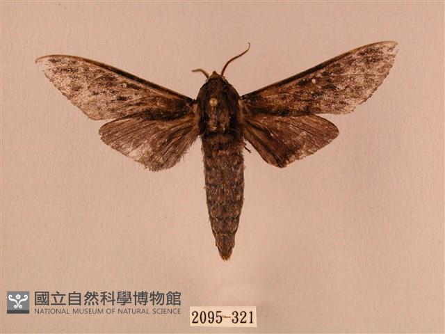 白星天蛾藏品圖，第1張