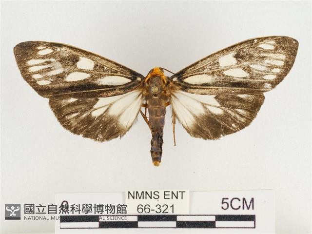 巨網燈蛾藏品圖，第1張