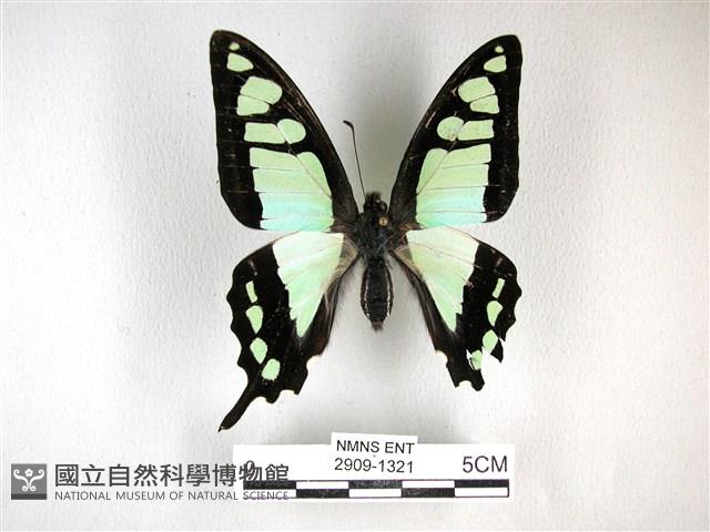寬帶青鳳蝶藏品圖，第1張