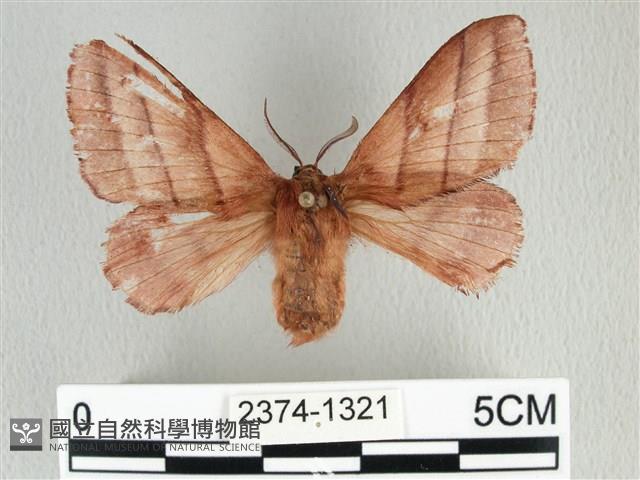 川邊氏枯葉蛾藏品圖，第1張