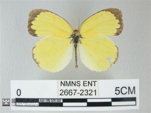 荷氏黃蝶藏品圖，第1張