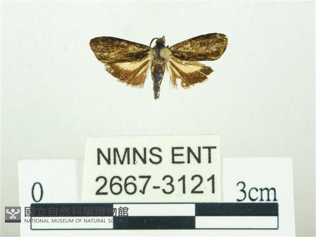 叉紋閃舞蛾藏品圖，第1張