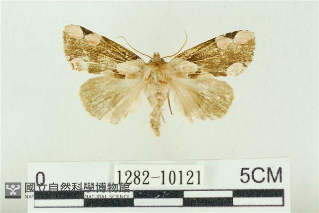 大斑波紋蛾藏品圖，第1張