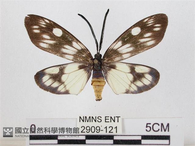 蓬萊茶斑蛾藏品圖，第1張