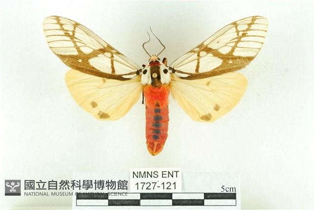 乳白斑燈蛾藏品圖，第1張