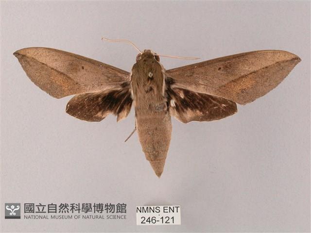 藏斜紋天蛾藏品圖，第1張