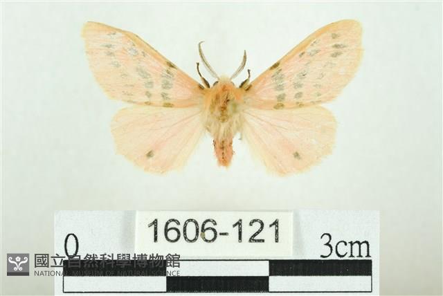 三條橙燈蛾藏品圖，第1張