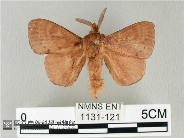 馬尾松枯葉蛾藏品圖，第1張