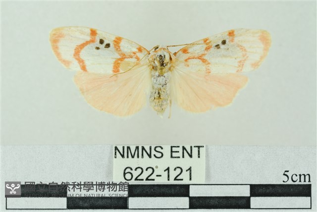 臺雪苔蛾藏品圖，第1張