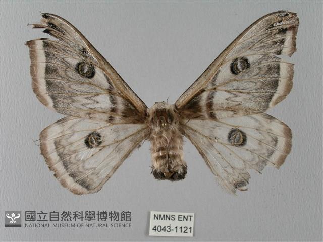 四黑目天蠶蛾藏品圖，第1張