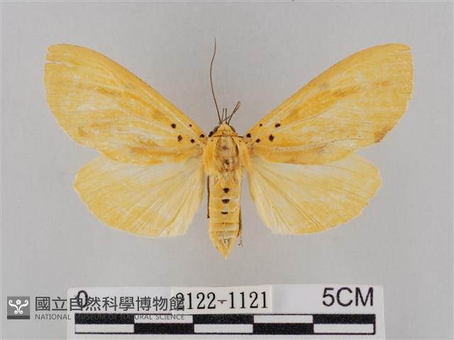 橙擬燈蛾藏品圖，第1張