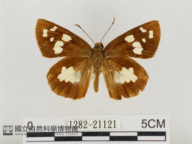 薑弄蝶藏品圖，第1張