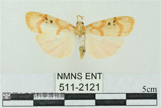 臺雪苔蛾藏品圖，第1張