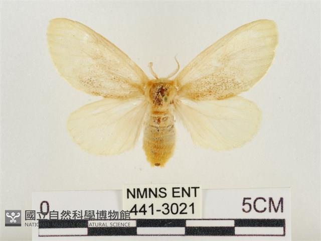 榕透翅毒蛾藏品圖，第1張